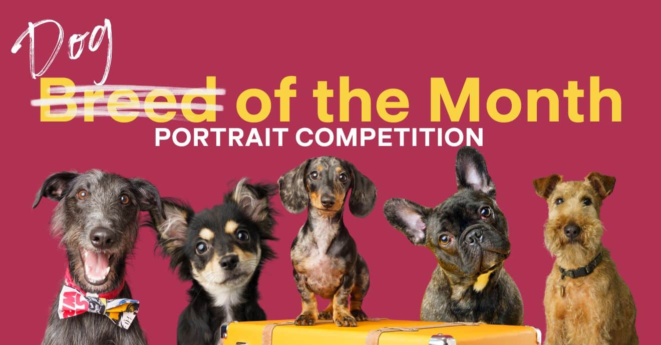 Dog of the Month Competition