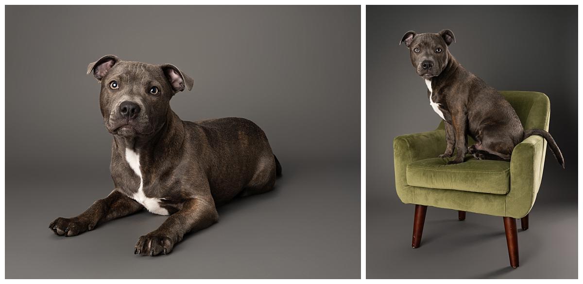 Hector the Staffordshire bull Terrier sitting on a grey background and on a Green chair