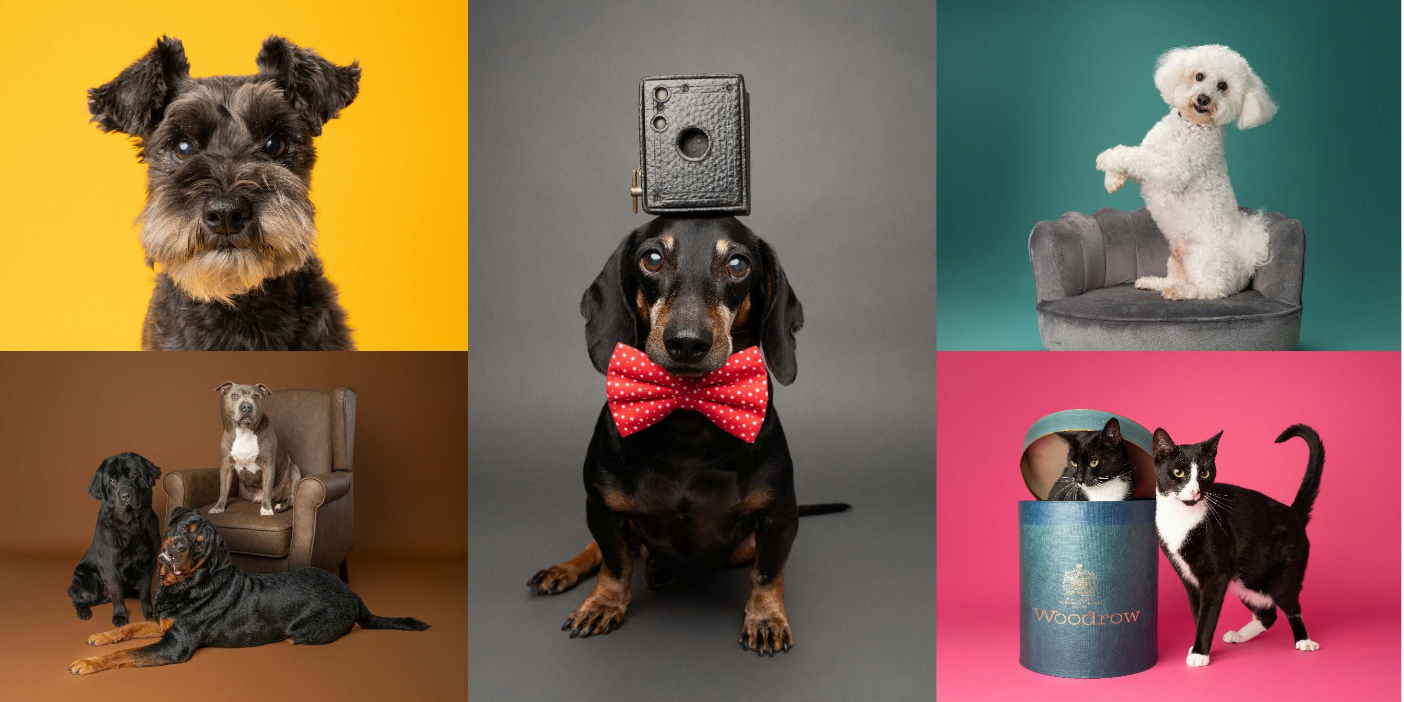 Pet Photography Charity Calendar