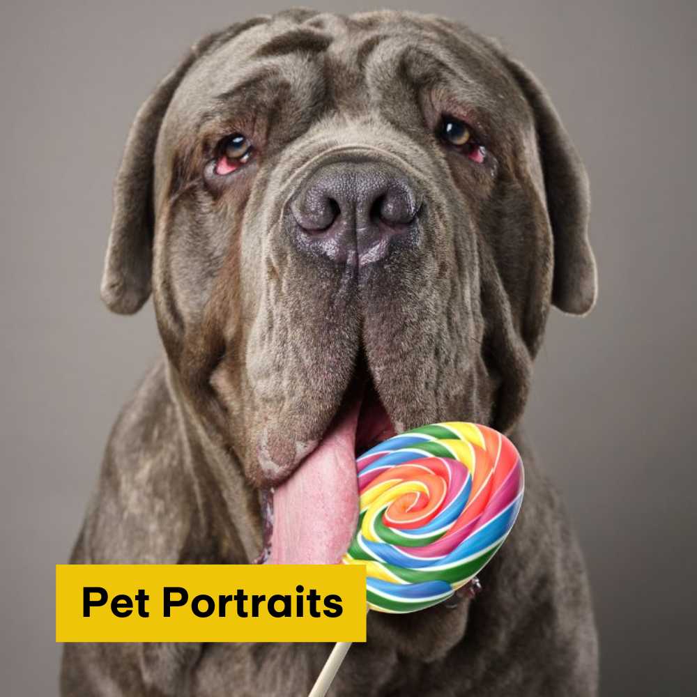 Pet Portraits