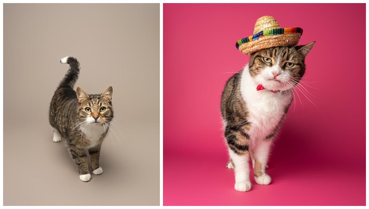 Professional pet photograph, taken by Northern Ireland's top pet photographer in Belfast of cats