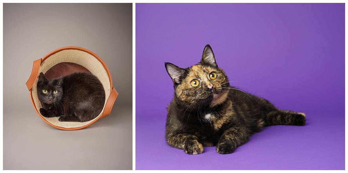 Professional pet photograph, taken by Northern Ireland's top pet photographer in Belfast of cats