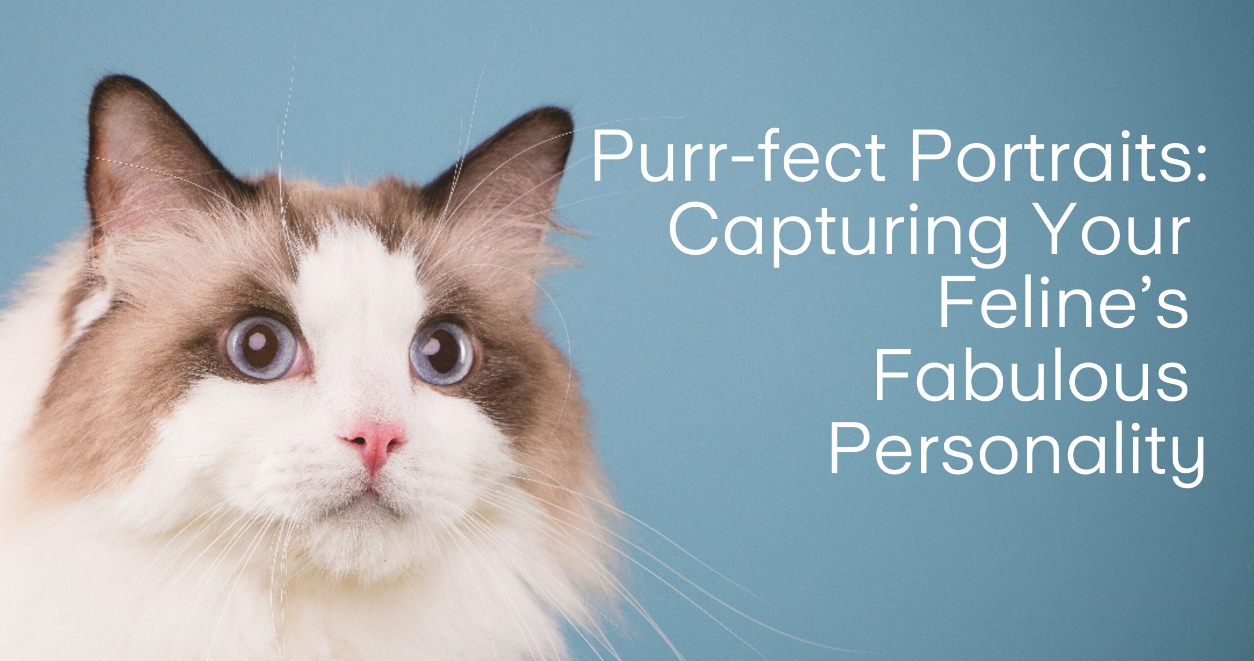 Purr-fect Portraits: Capturing Your Feline’s Fabulous Personality Ragdoll cat face